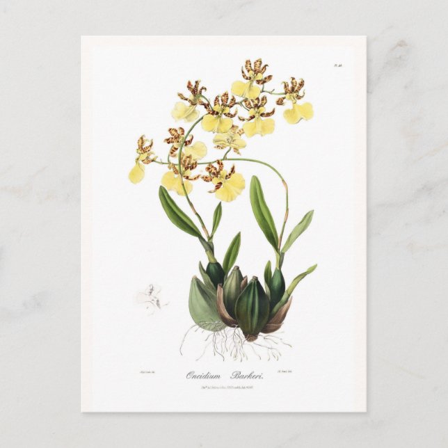 Carte Postale Oncidium Barkeri (Devant)