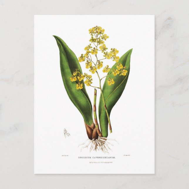 Carte Postale Oncidium cavendishianum (Devant)