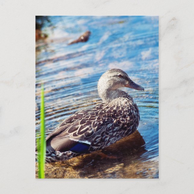 Carte Postale Ondulations (Devant)