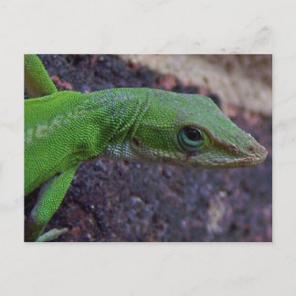 Carte Postale Onle verte