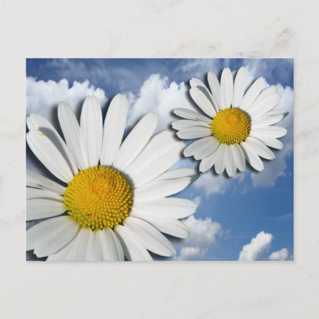 Carte Postale Only a Marguerite Blossom + your text & ideas (Devant)