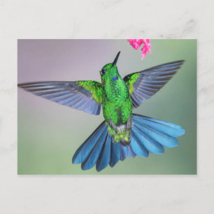 Carte Postale Open d'Hummingbird en vol avec ailes