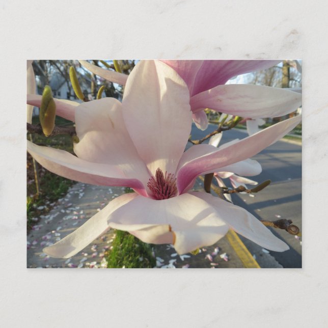 Carte Postale Open Magnolia (Devant)