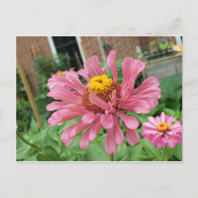 Carte Postale Open Rose Zinnia (Devant)