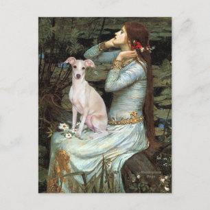 Carte Postale Ophelia - Lévrier italien 5