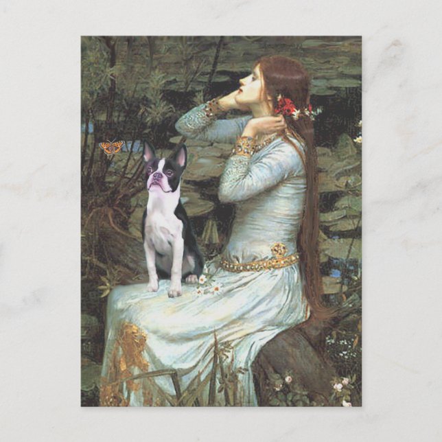 Carte Postale Ophelia & - Terrier de Boston (Devant)