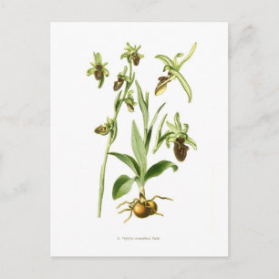 Carte Postale Ophrys araneifera