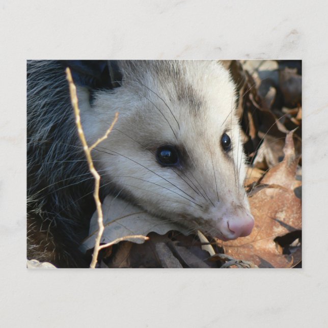 Carte postale Opossum. (Devant)