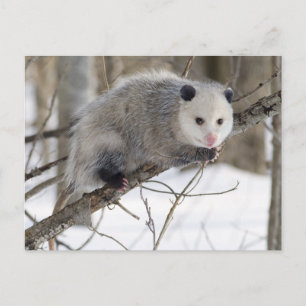 Carte Postale Opossum Love