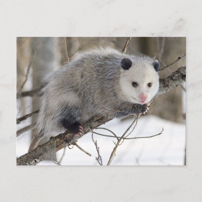 Carte Postale Oppossum adorable (Devant)