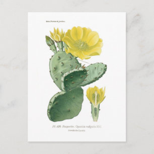 Carte Postale Opuntia vulgaris