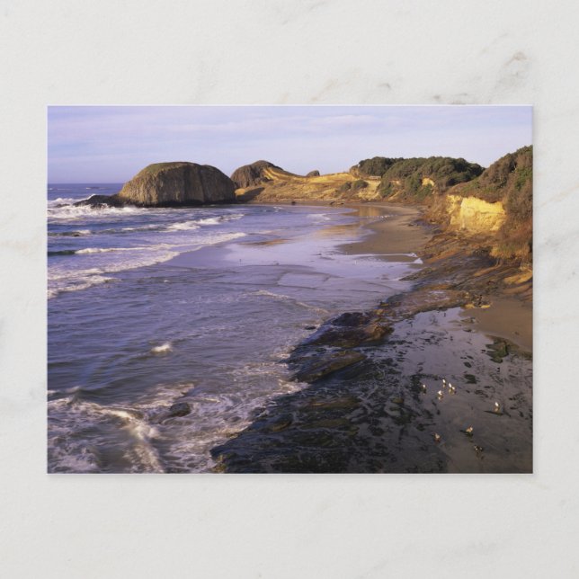 Carte Postale OR, côte de l'Oregon, Newport, rivage à Seal (Devant)