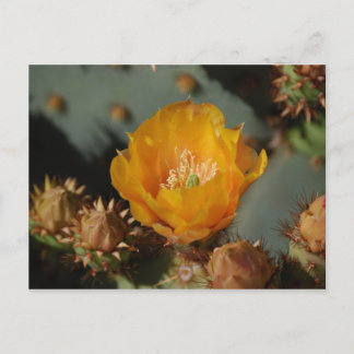 Carte Postale Or du désert