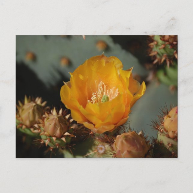 Carte Postale Or du désert (Devant)