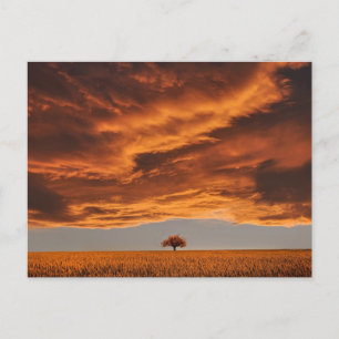 Carte Postale Or sur le triste nuage d'arbre