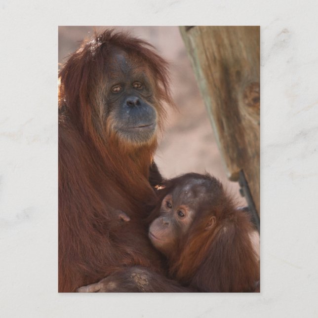 Carte Postale Orang Maman et Enfant (Devant)