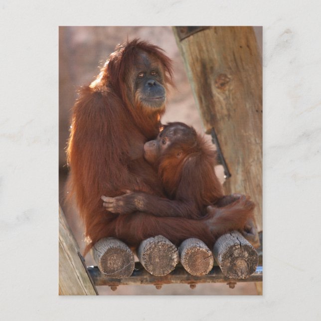 Carte Postale Orang mère et enfant 7312 (Devant)