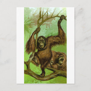 Carte Postale Orang-outan