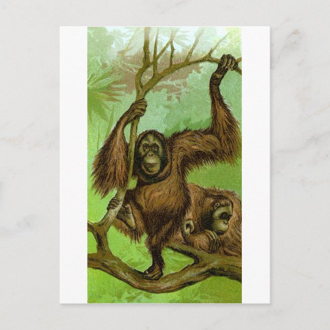 Carte Postale Orang-outan (Devant)