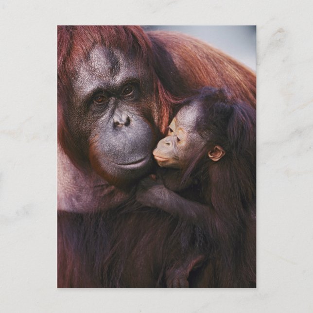 Carte Postale Orang-outan de Sumatra femelle avec bébé, Pongo (Devant)