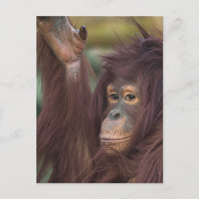 Carte Postale Orang-outan Kayan (Devant)