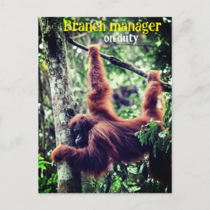 Carte Postale Orang-outan suspendu dans un arbre