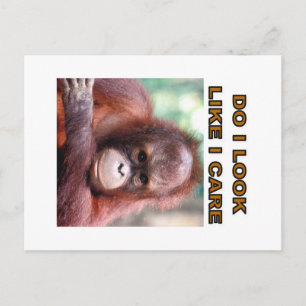 Carte Postale orangatang