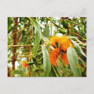 Carte postale Orange