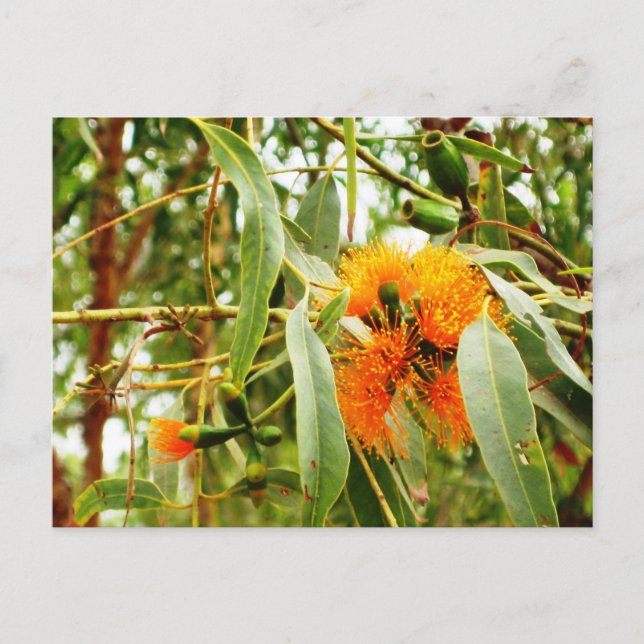 Carte postale Orange (Devant)