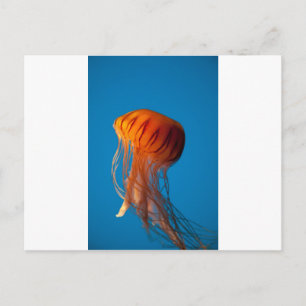 Carte Postale Orange