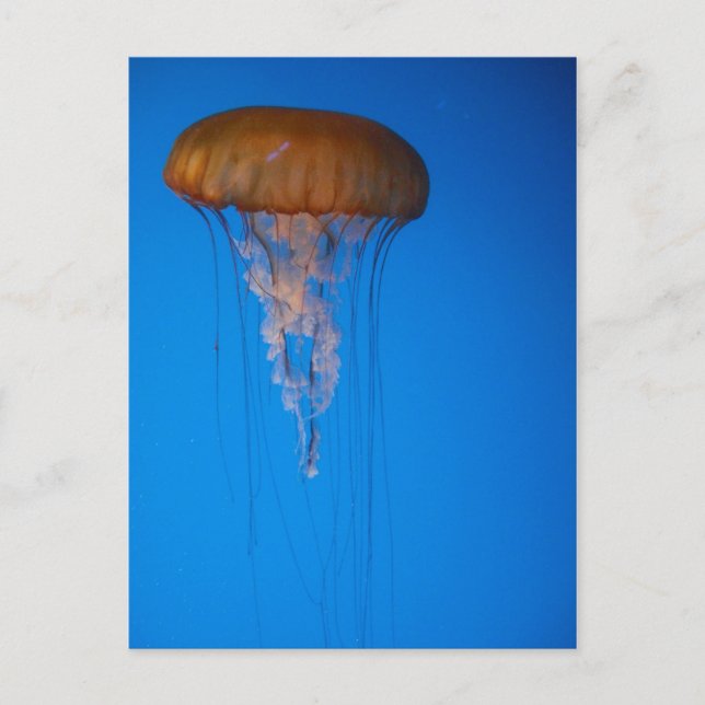 Carte Postale Orange (Devant)