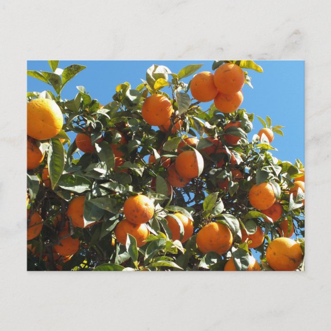 Carte Postale orange, agrume, fruit, frais, tranche, nourriture, (Devant)