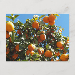 Carte Postale orange, agrumes, fruits, frais, tranche, nourritur