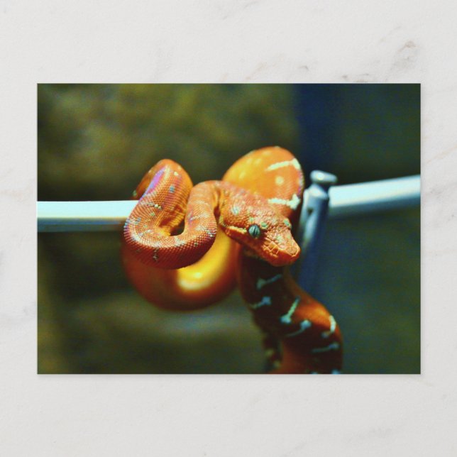 Carte Postale Orange Ball Python (Devant)