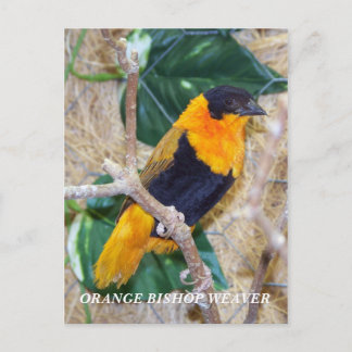 CARTE POSTALE ORANGE BISHOP WEAVER