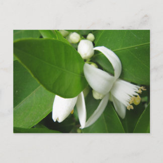 Carte Postale Orange Blossom
