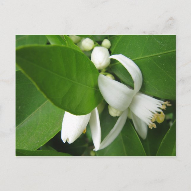 Carte Postale Orange Blossom (Devant)