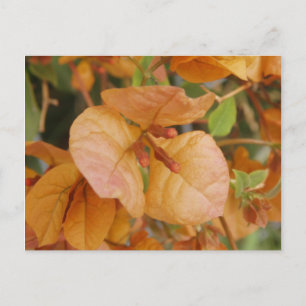 Carte postale Orange Bourgonvillia