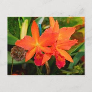 Carte postale Orange Bright