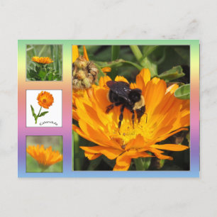 Carte postale - Orange Calendula Flowers
