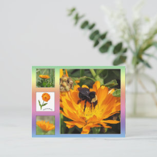 Carte postale - Orange Calendula Flowers