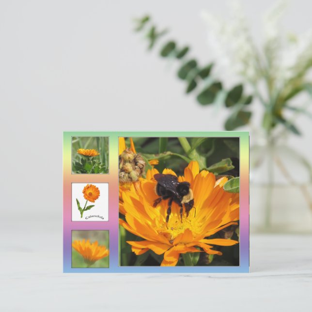Carte postale - Orange Calendula Flowers (Debout devant)