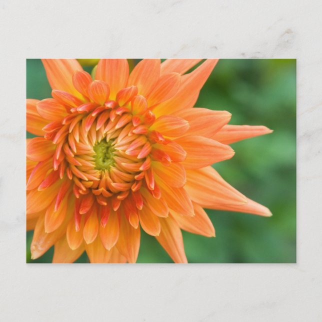 Carte Postale Orange Dahlia (Devant)