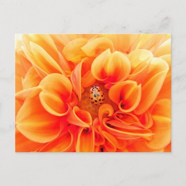 Carte Postale Orange Dahlia et Ladybug (Devant)