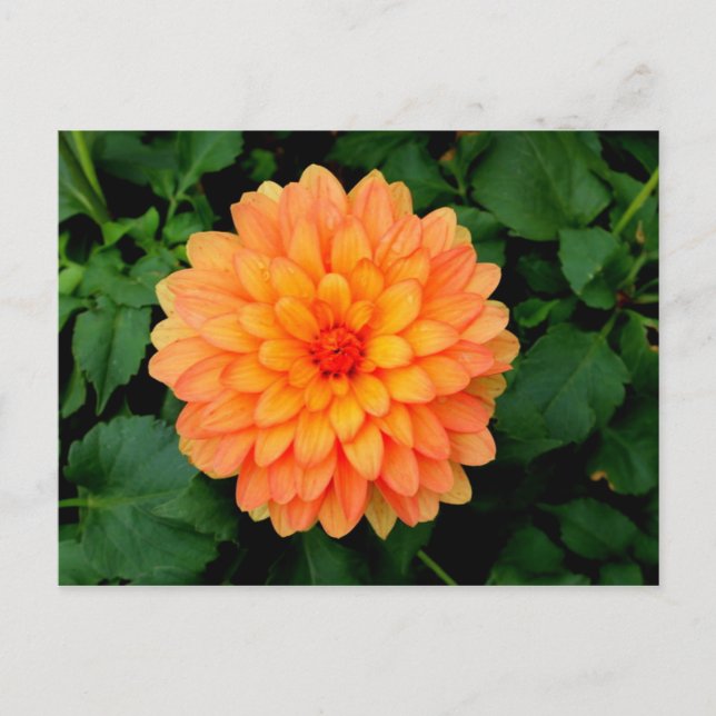 Carte Postale Orange Dahlia - Fleur et Jardin (Devant)