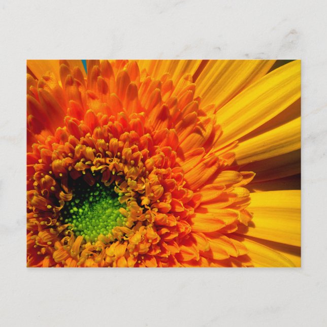 Carte postale Orange Daisy (Devant)