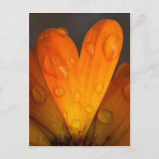 Carte Postale Orange Daisy Petal Coeur avec gouttelettes d'eau P