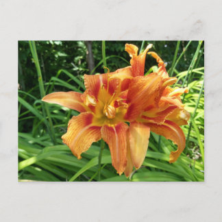 Carte Postale Orange Daylily Flowers Horizontal