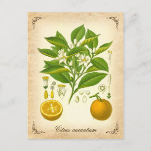 Carte Postale Orange de Séville - illustration vintage