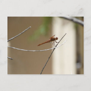 Carte postale Orange Dragonfly